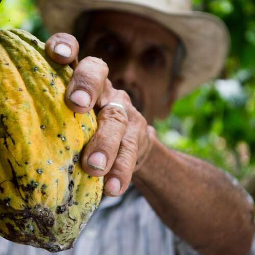 SÉLECTION & TRI DES FÈVES DE CACAO